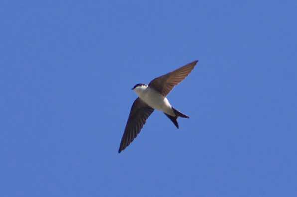 23 May 2020 - 15-27-37 
And despite the different tail formations. Both are indeed house martins.
--------------------
Housemartin in flight